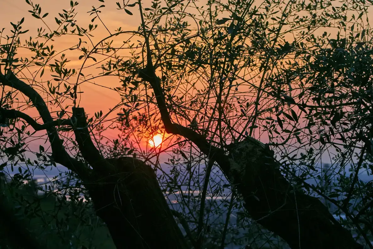 All that glitters is gold